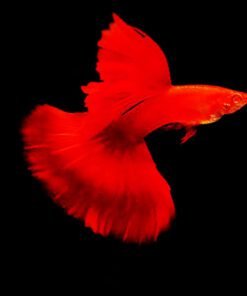 Cá 7 màu full red - Full Red Guppy
