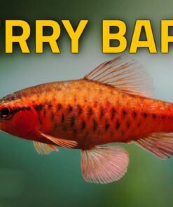 Cá diếc anh đào - cherry Bard fish