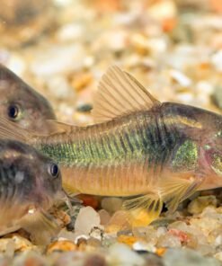 Cá chuột cafe - Bronze Corydoras Catfish - Corydoras Aeneus